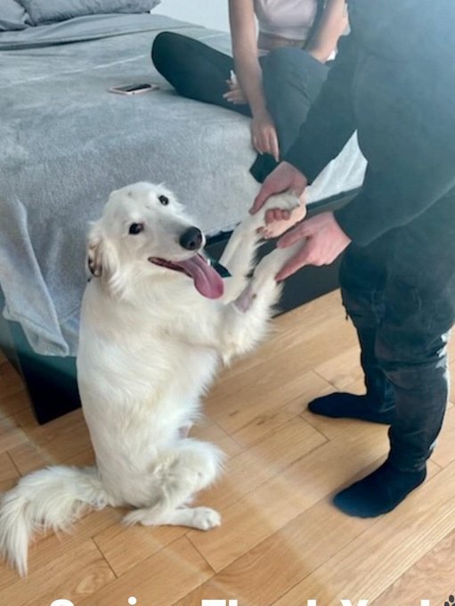 Keith Olbermann's Dogs tweet media