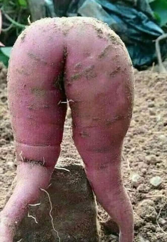 Qué  tendrá mejor sabor yuca en  miel  o camote en miel