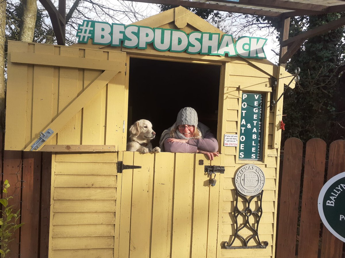 Thanks to David who spent the day hand digging today. The potatoes are in great nick, despite storms, rain, frosts & everything else in the last few weeks! We'll get them all out after Christmas, but for now we have #MayanGold available for our @BSpudshack customers next week 😊