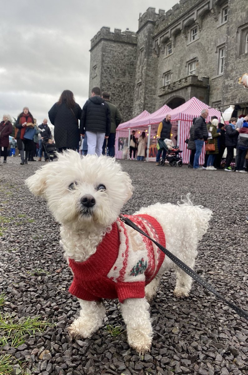 Missy in her Christmas best for the market today 🏰🎁🎄 Dogs are very welcome on a lead. #ChristmasMarket #Slane