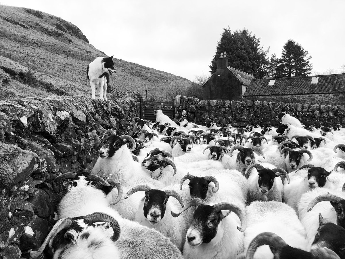 Blackies back to the hill, tups have done their job 🐑