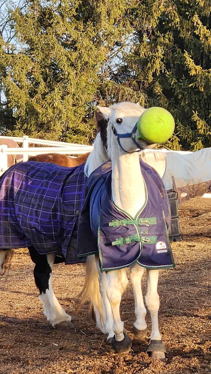 equiMESS's tweet image. Not very good about sharing the jolly ball 😂