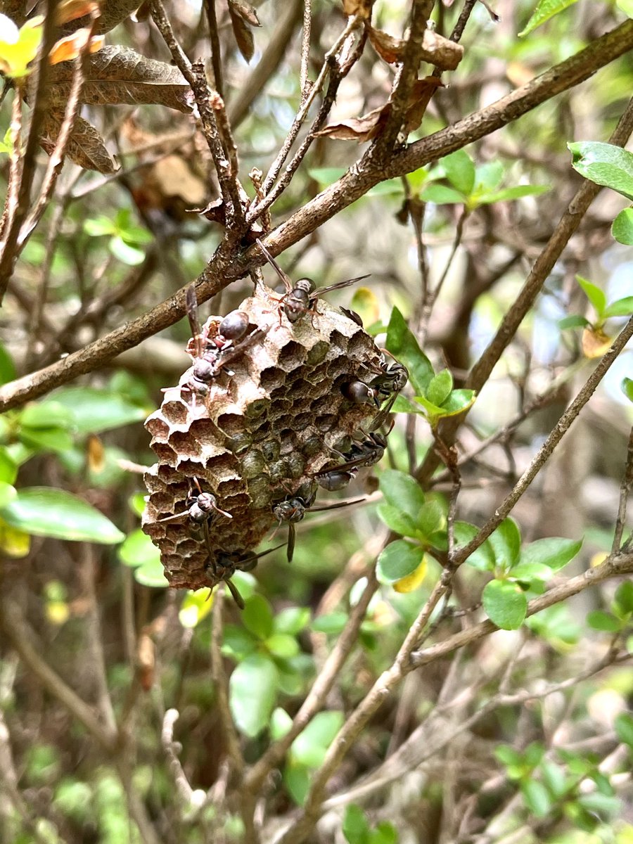 GlendaDowning's tweet image. Ouch! #wasps The head gardener is unhappy