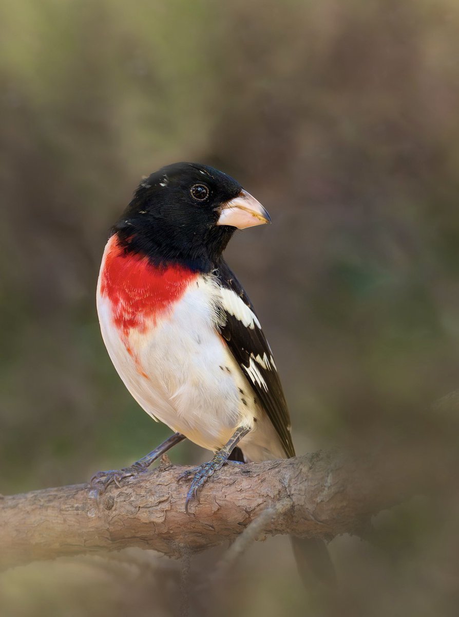 #ArtAdventCalendar 2023
Dec. 16
Rose-breasted grosbeaks are stunning birds that prefer woodlands and forest edges, so we don’t see them often in the city. This male was foraging deep in the branches but eventually moved to a small gap for a better look!🪶