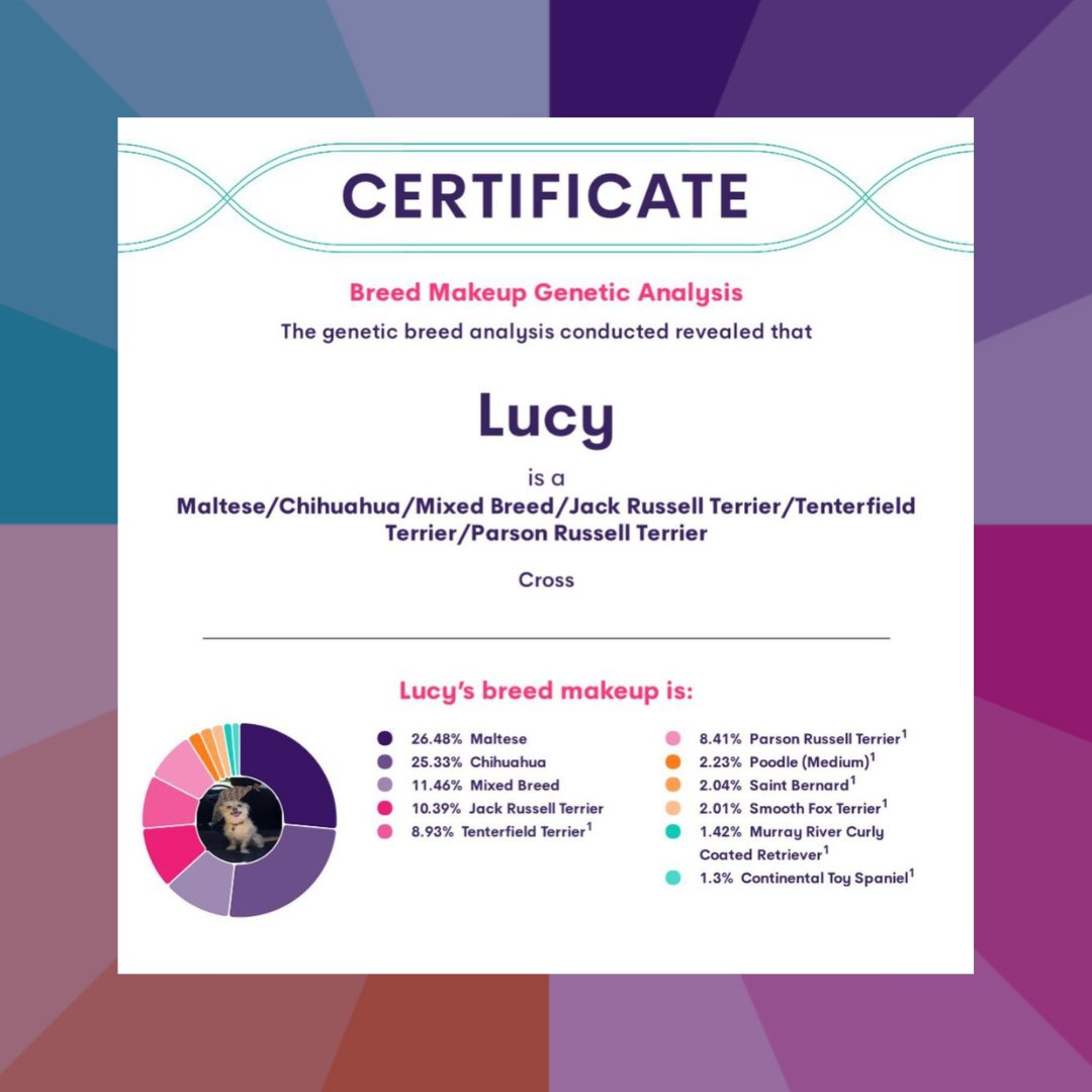 Lucy’s Breed Identification DNA Test results are in! Did you guess correctly? Thank you for using #Orivet! 💜 📷 via IG lucy_adventurepup #dogdna #dnatest