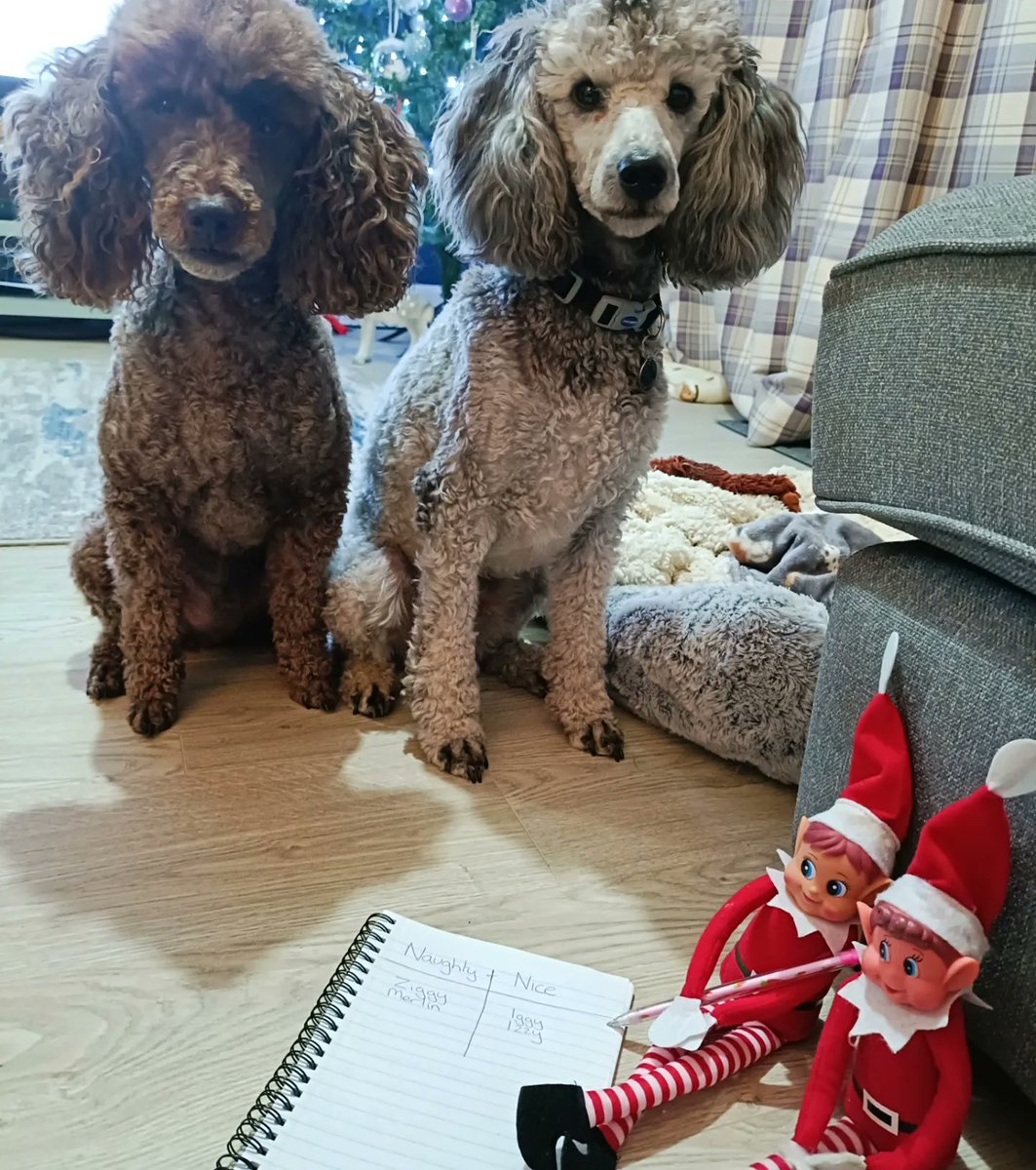 What do you mean we are on the naughty list!? 🐾🐩

#naughtyelves #elfontheshelf #ziggyiggyandizzy #hearingdogsfordeafpeople