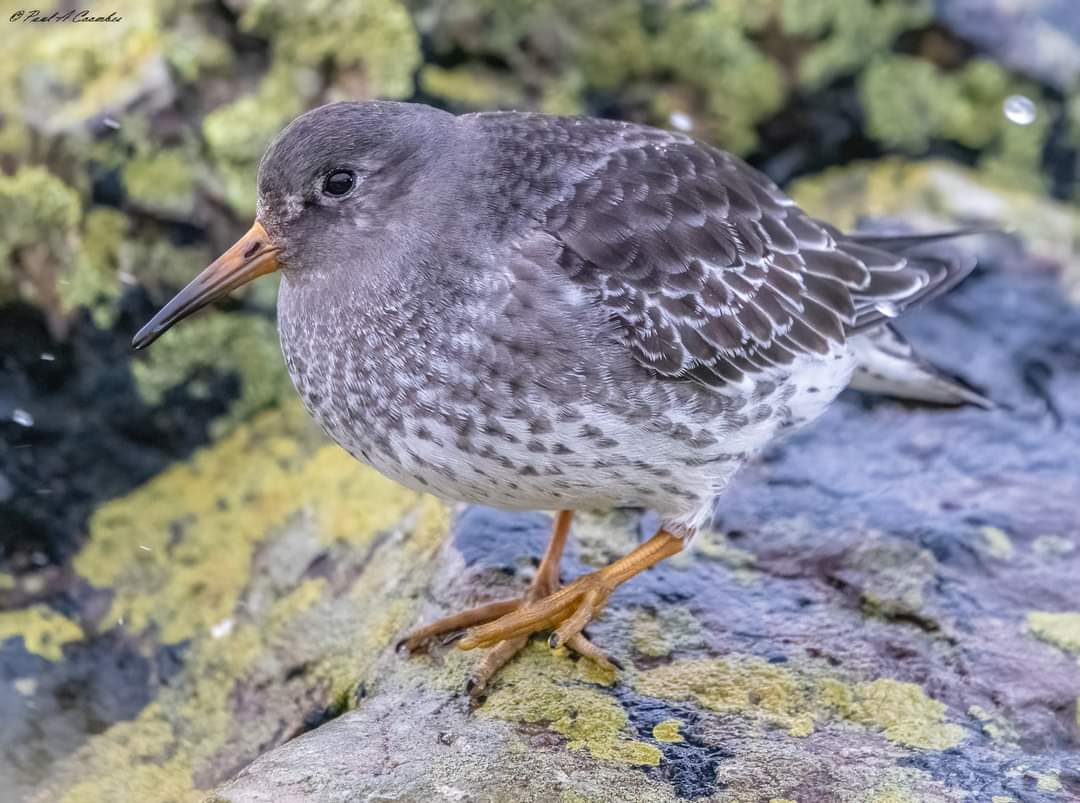 Purple Sandpipers at Battery Point at this morning's high tide...