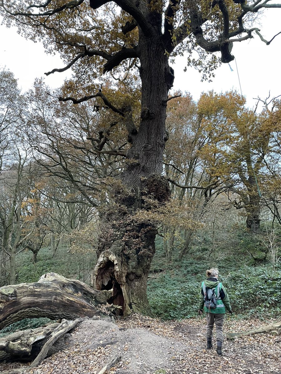 Furze Hill,Mistley, was the venue for another great ATF Essex field trip this afternoon. Some fabulous trees including the living legend Old Knobbley.
#Ancienttrees
#Livinglegends