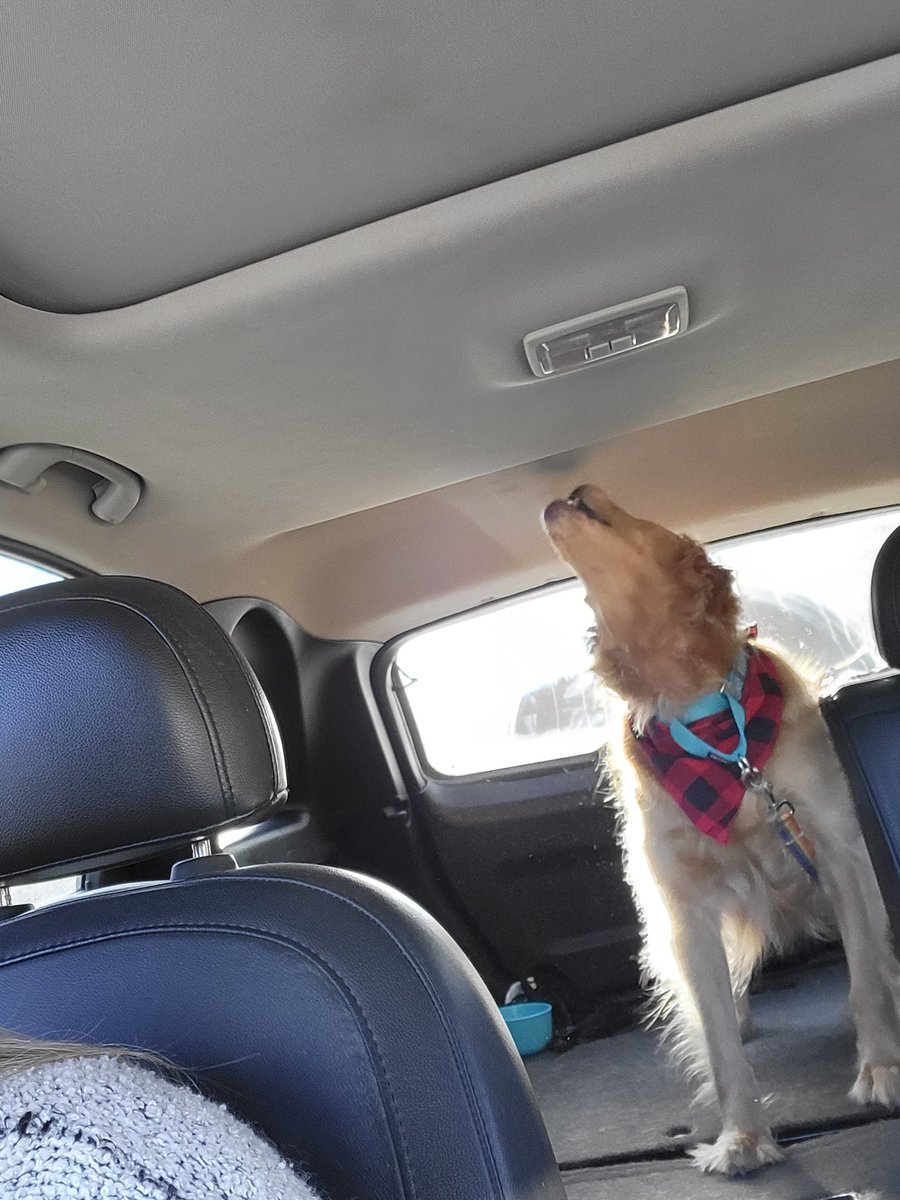 catcrazyknitter's tweet image. Werewolves of London was on the radio. Derpy dog was not to be outdone. 
#derpydog #goldenretriever #howl #shenanigans