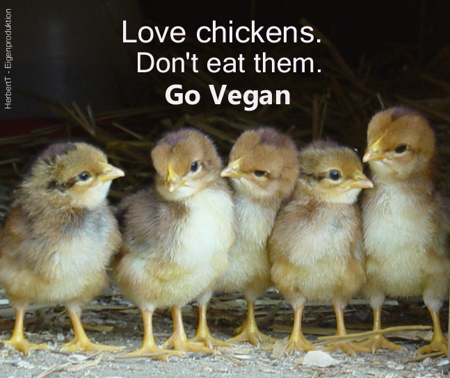 Love chickens. Don't eat them. Go vegan ❤️🐥🐤