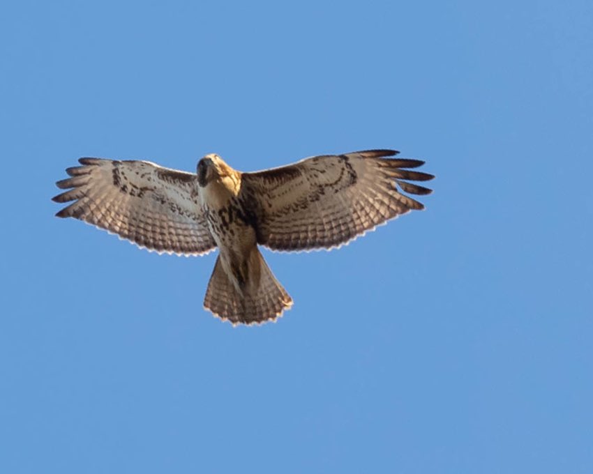 Hawks in Inwood Hill Park today. I know the left is a Red-Tailed Hawk but Merlin also says the one on the right is as well. #birdcpp #inwoodhillpark