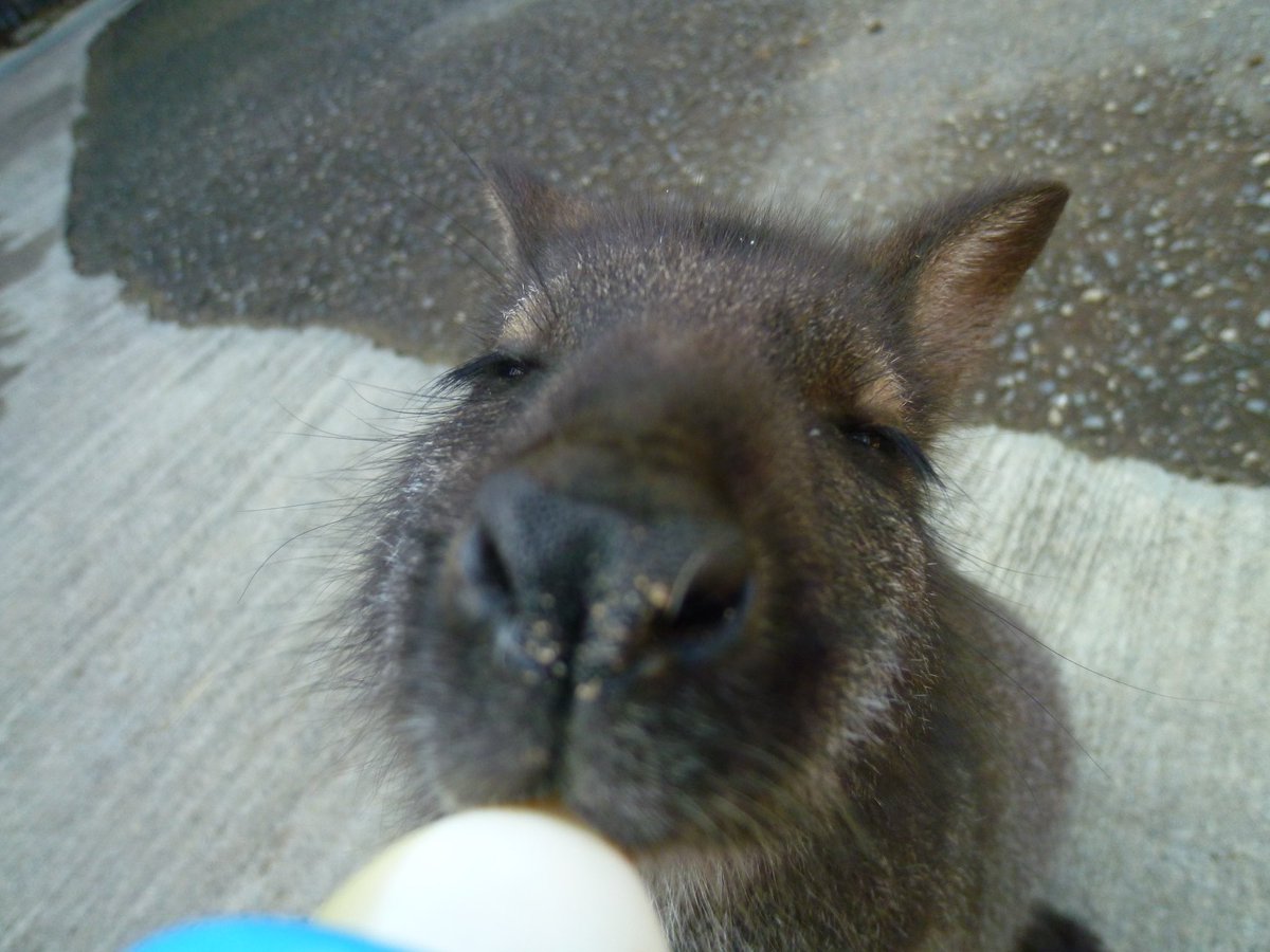 wallabyfamily tweet picture