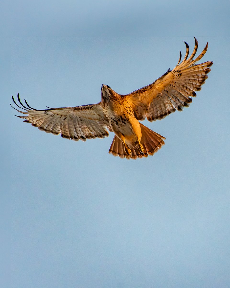 Hawk taking off at magic hour
#365photodgraphy2023, #potd2023, #photoaday, #everydayphotographer, #photooftheday, #pad2023-350, #hawk, #birdofprey, #raptor, #takingoff, #magichour, #goldenhour