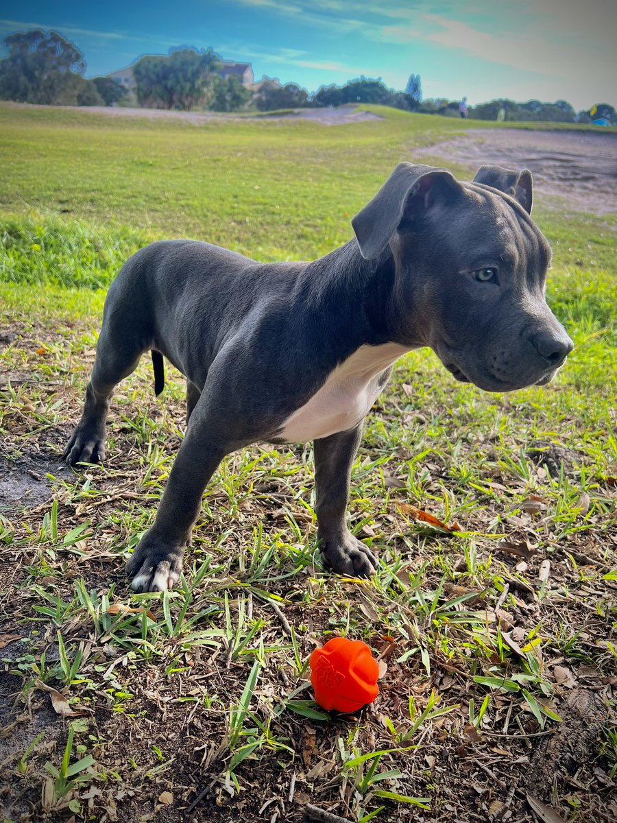 MBG_OneStack's tweet image. The hottest Blue Merle tri carrier around😤🤞🏾🐾💙 #Braxton