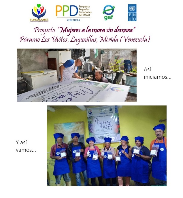 Fundacames_Mora's tweet photo. Recordar es vivir... aquí vemos parte de nuestros inicios y hasta dónde hemos llegado con nuestro proyecto Mujeres a la mora sin demora financiado por @PPD_Venezuela – PPD/FMAM/PNUD en #Páramo_Los_Uvitos, Mérida Vzla... pronto en el mercado
#ppdvenezuela #mujeresempoderadas https://t.co/S70PMrd3m0