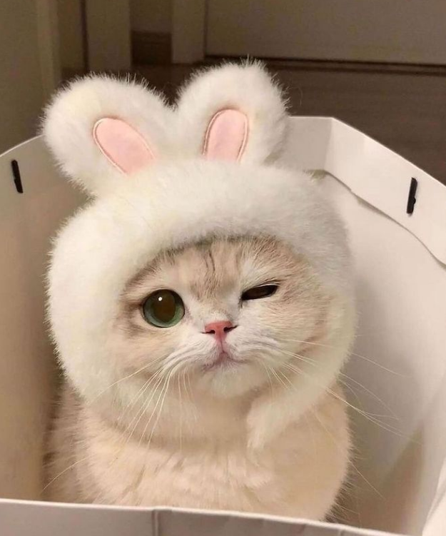 Why you should have a cat (@shouldhavecat) on Twitter photo 