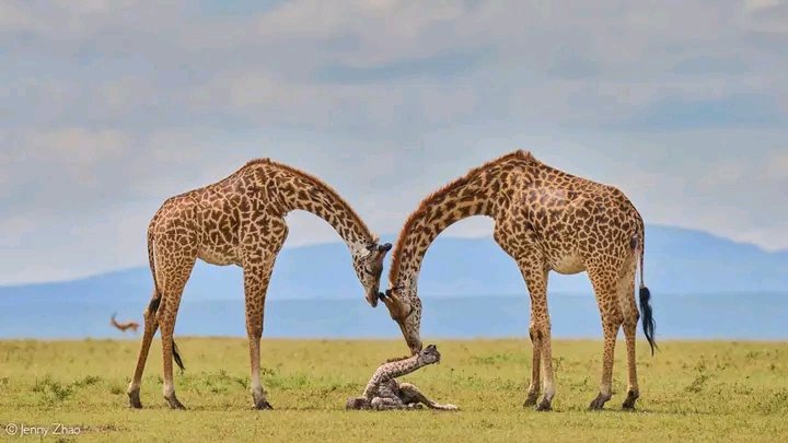 Giraffe Lovers🦒
#bestphotochallenge
#BestPhotographyChallengeio
#picturechallenge
#wildanimal
#animals
#photo
#challenge
#photographychallenge
#picture
#picoftheday
#photographerlife