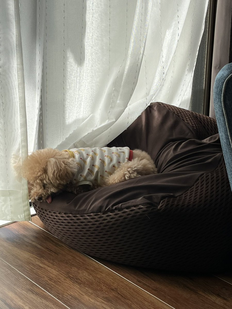 居間のポカポカな場所で、ゆーっくりおやすみ😴
お外は寒いから、今日はお留守番かなぁ〜😆