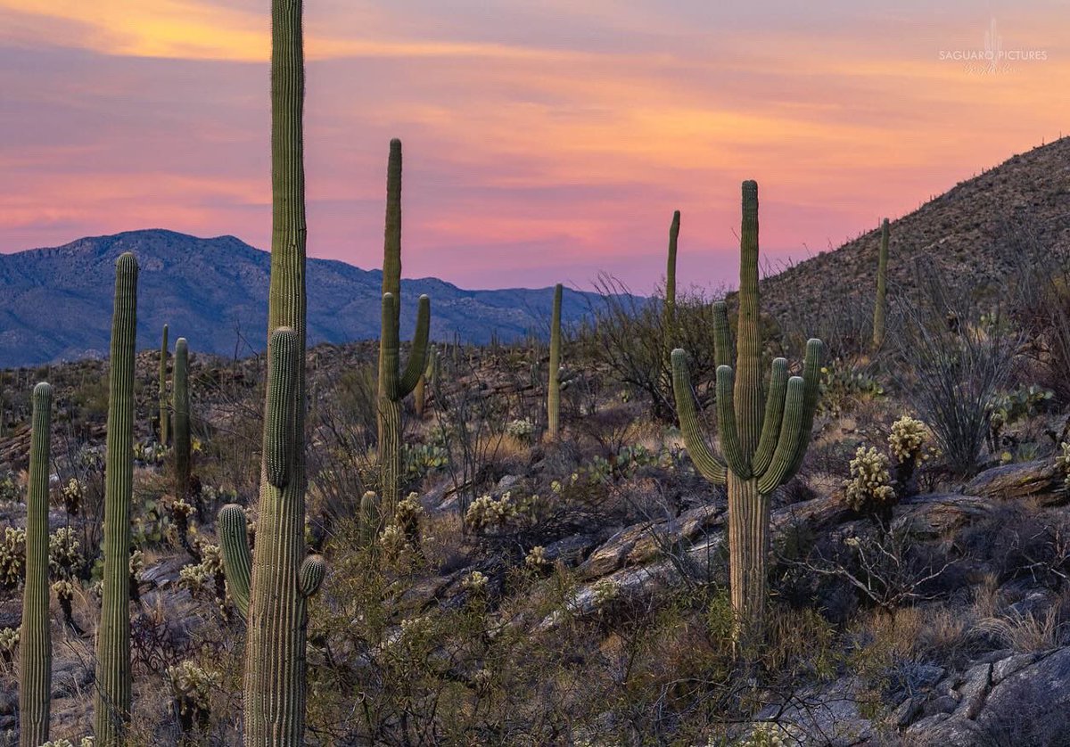 Tonight’s sunset in Saguaro National Park on the east side of Tucson!