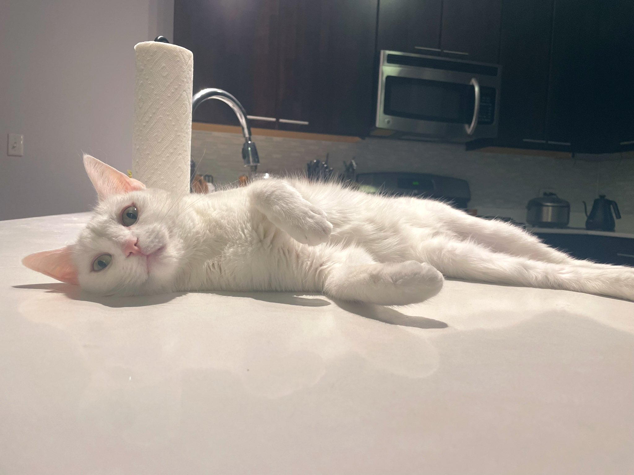 猫と衣食住on X: 