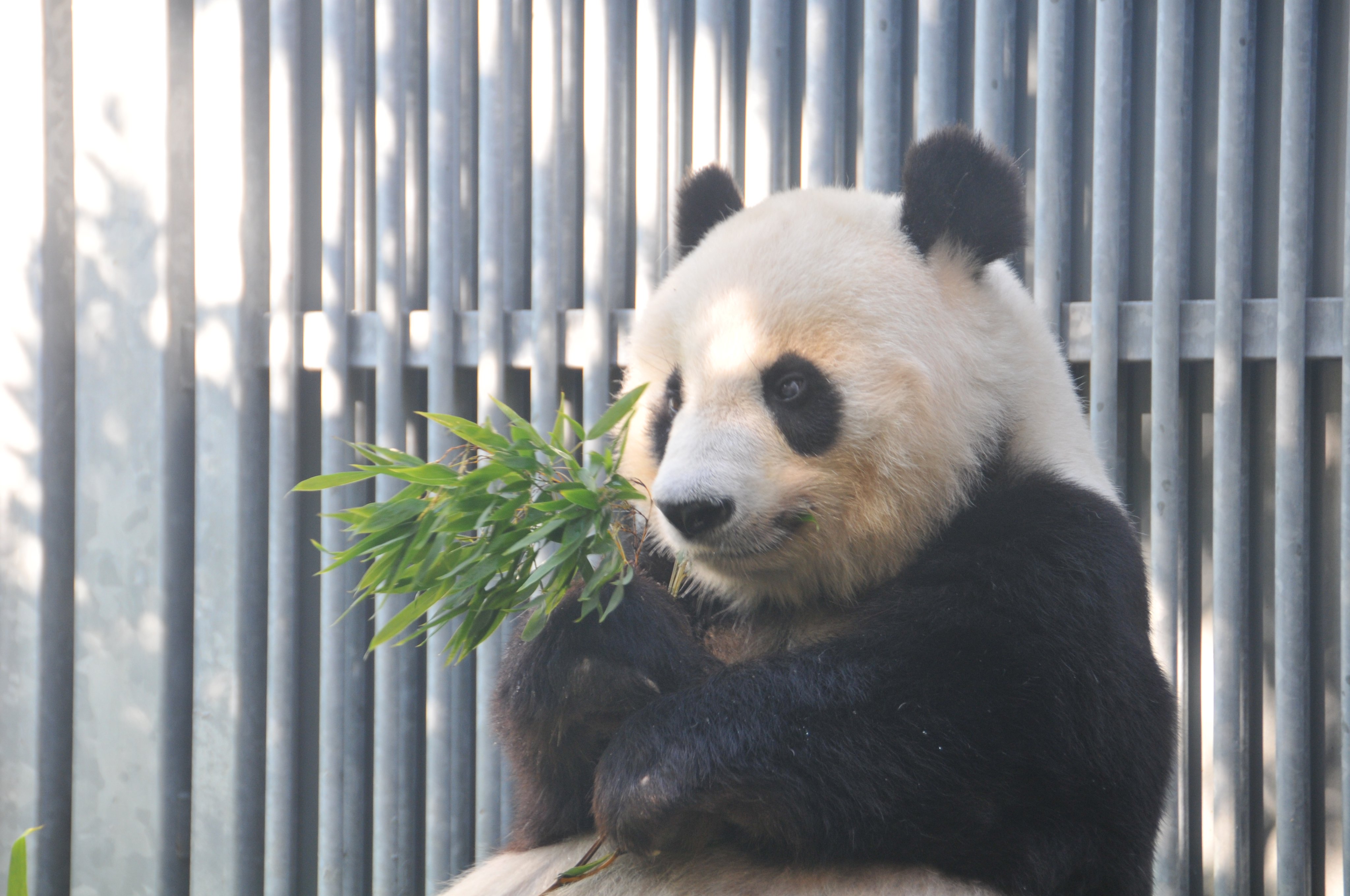 神戸市立王子動物園(公式) on X: 神戸市立王子動物園(公式) on X: