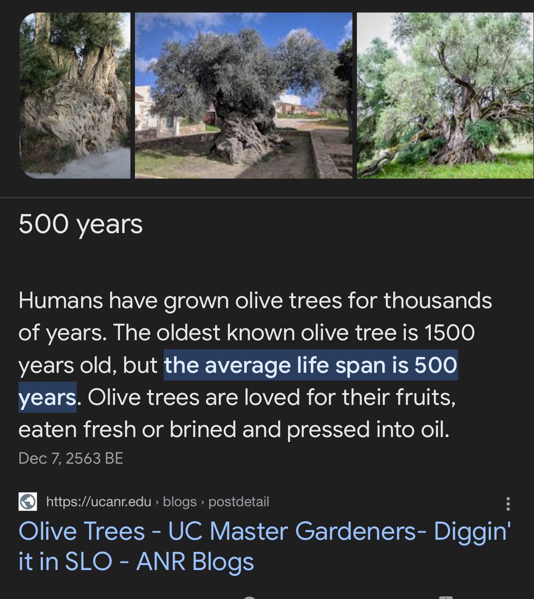 Olive Trees - UC Master Gardeners- Diggin' it in SLO - ANR Blogs