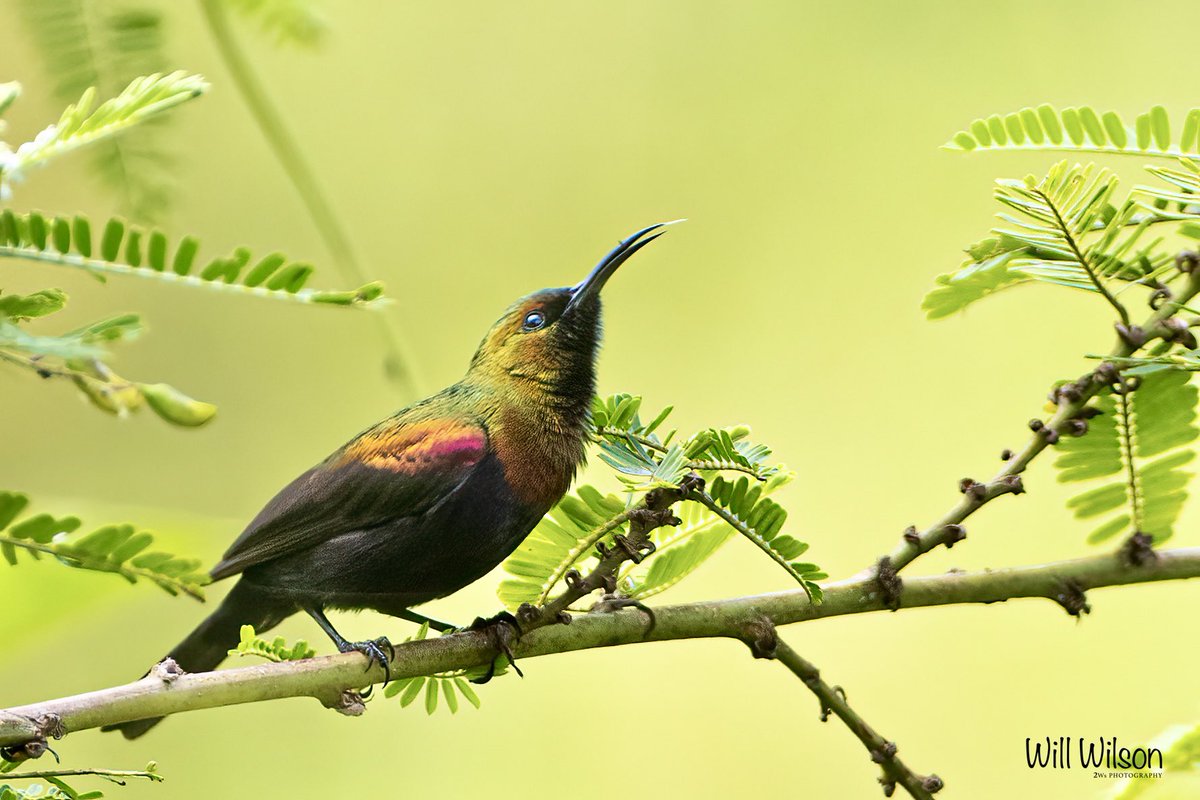 A stunning male Copper Sunbird looks for his next perch. 📍@nyandungupark #Kigali #Rwanda #BirdsSeenIn2023 #RwOT