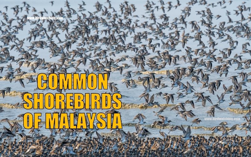 Common Shorebirds of Malaysia - bit.ly/48o6hfF #shorebirds #birdsseenin2023 #birdsofmalaysia #malaysiabirds #birwatching #shorebirdwatching #waders #birds #birding