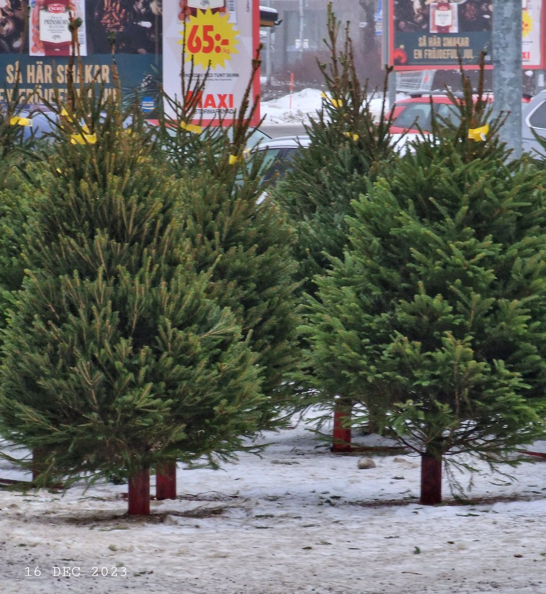 Christmas trees for sale. Julgranar till salu.  Ёлки на продажу.
#nature #ChristmasTrees #sale #Julgranar #Christmas #Jul #WinterPhoto