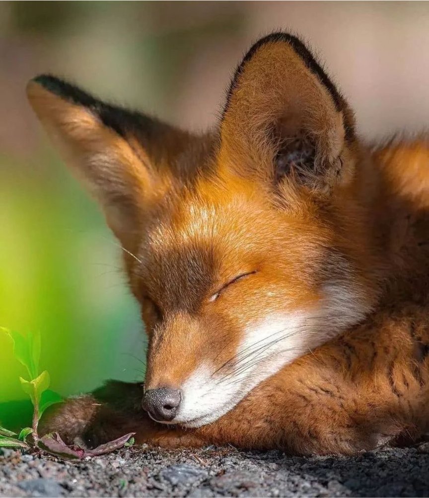 Live fully, for this life is a gift. 🦊

📹: fox.love.ins
#redfox #foxlove #foxbodyaddicts  #cutefox #foxlovers  #foxes  #fox #animal #usa #funny #foxlover #foxart #foxeyes