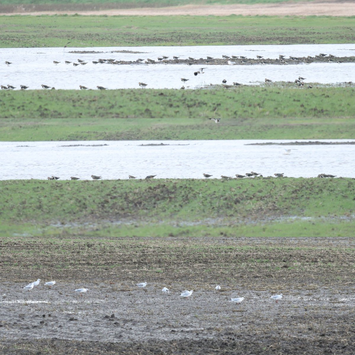 Ruskington Fen - Flooded fields, 200+ Lapwing - 100+ Black headed gull feeding. @Lincsbirding