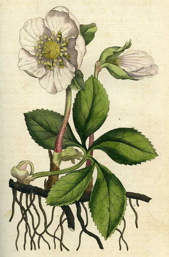 'Christmas Rose or Black Hellebore', illustration from William Curtis's Botanical Magazine 1787. In medieval times the plant was called Christe Herbe because of an association with the nativity.