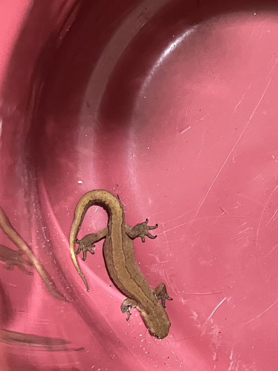 Found this creature outside in London in a bucket…looks like a lizard. What to do with it?