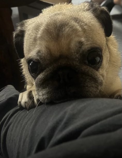 Stella the pug appreciation post 😂☺️❤️
