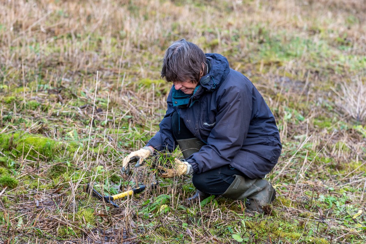 This week we planted out a range of sedges and cotton-grasses. Here, Common Cotton-grass (nationally Vulnerable, and Scarce in Oxon). We also planted some Broad-leaved Cotton-grass (Rare in Oxon); Tawny Sedge (Scarce in Oxon) and Flea Sedge (Scarce in Oxon).
#OxfordshireFens