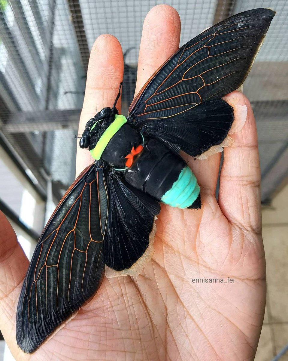 This giant Cicada 

📸 Lai Chee Fei / ennisanna_fei