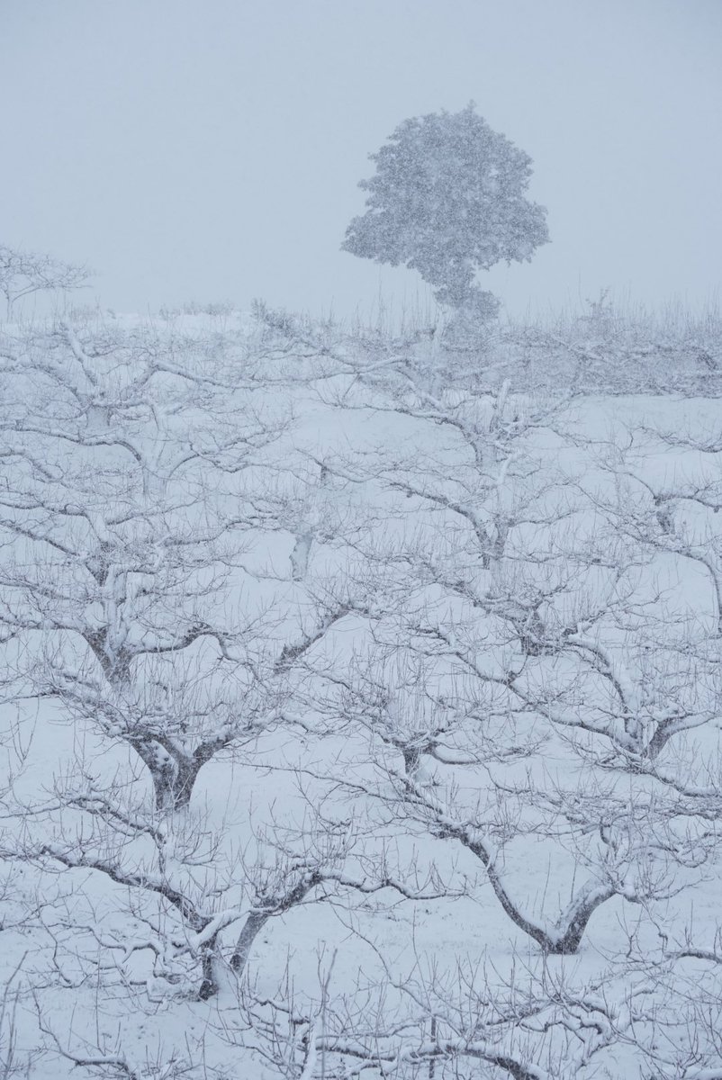 今日から雪国突入❄️
#写真 #写真好きな人と繫がりたい #写真を撮るのが好きな人と繋がりたい #α7RIII #photography