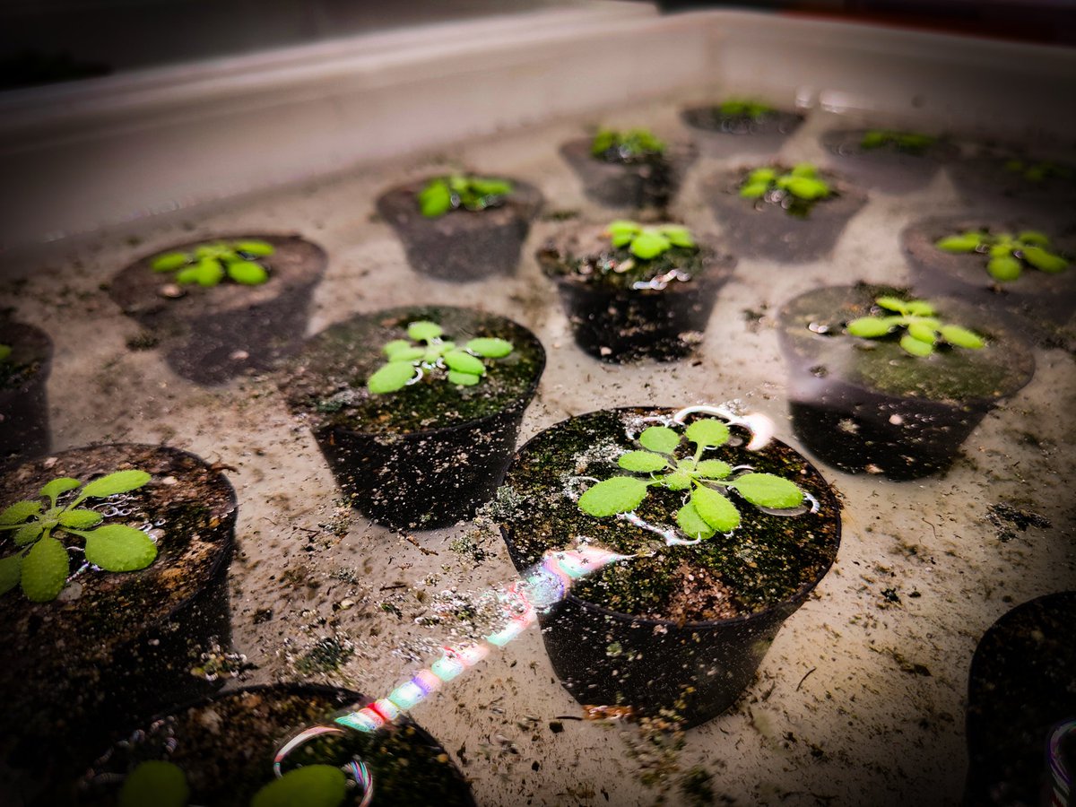 Last waterlogging experiment of the year 💦.

Lets see what direction it leads the research 🧐!

#PlantsAreFascinating #Arabidopsis #waterlogging #PlantSciences