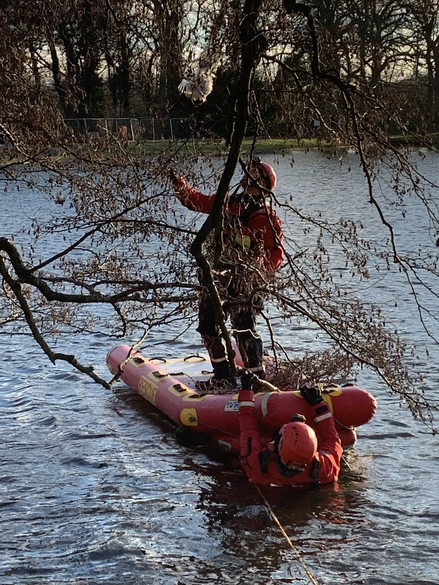 🎄🚒 Not what we expected to be hanging from our tree this Christmas! We rushed to rescue what we thought was a decoration but 'fowl' play was afoot, our feathered friend made a full recovery after @WMFSTechRescue and Green Watch came to help #SurpriseRescue @WestMidsFire