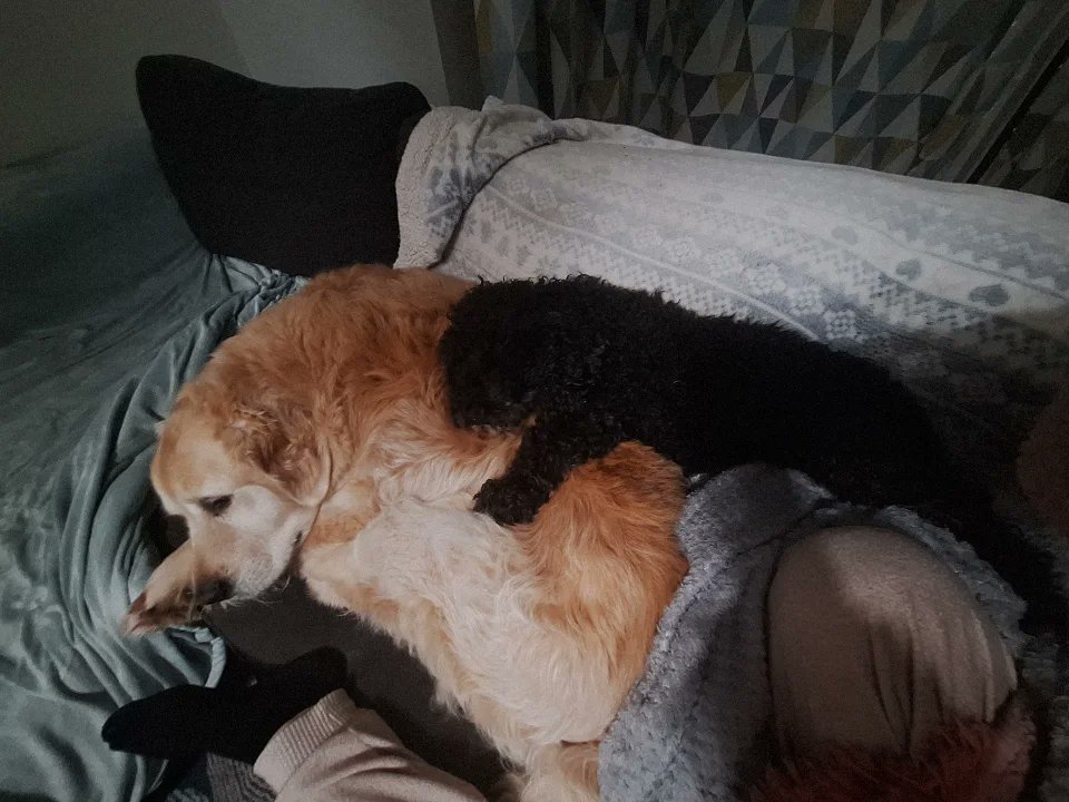 linzibump260482's tweet image. Best friends 🧡 #GoldenRetrievers #cavapoochon