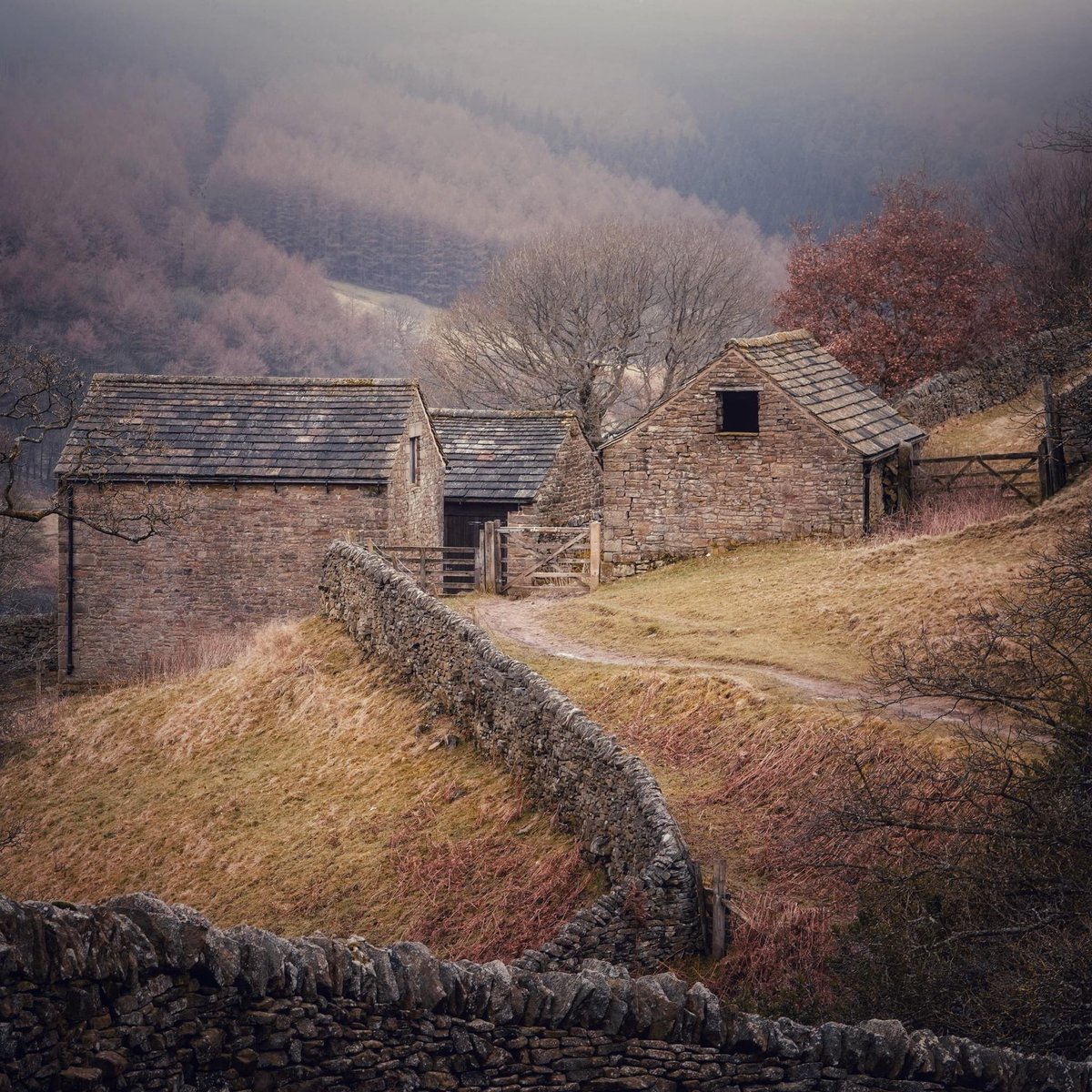 Some scenes almost look better in winter, stripped of summer's green fripperies, and I think these old #peakdistrict barns on Derwent Edge fall into that category. The gritstone buildings revert to being part of the landscape, blending into the hills from which they rose.