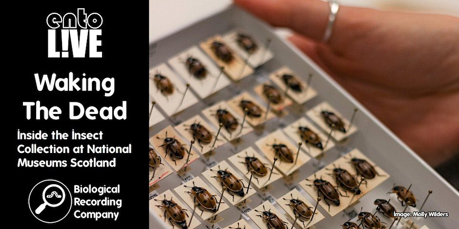 I’ll be giving my final talk of the year, tomorrow (Mon 18th Dec) at 7pm 🪲

If you’d like to hear more about what happens behind the scenes in the @NtlMuseumsScot insect collection, there’s still time to register: 
➡️ eventbrite.co.uk/e/waking-the-d…

#EntoLive #MuseumsMatter