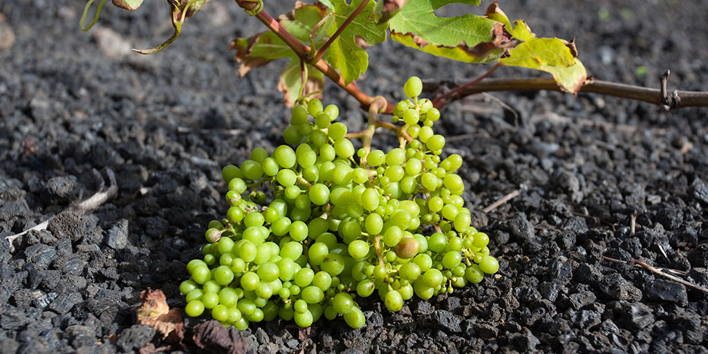 ¿Ya has descubierto los viñedos de #Lanzarote? 🤗⬇️

Están cultivados en arenas volcánicas y son un ejemplo maravilloso de adaptación al medioambiente y sostenibilidad en la isla... ¿verdad? 🤗

👉 bit.ly/3FY4Vfp

#VisitSpain #SpainSustainable @Canarias_es