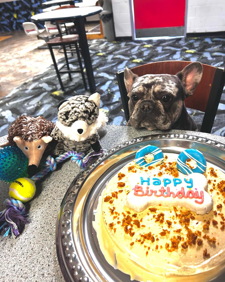 It’s My 1st Birthday Mother Puppersss🥳🐾
#puppybirthday #birthdayboy #birthdaypup #firstbday #bullybday #one #cake #toys