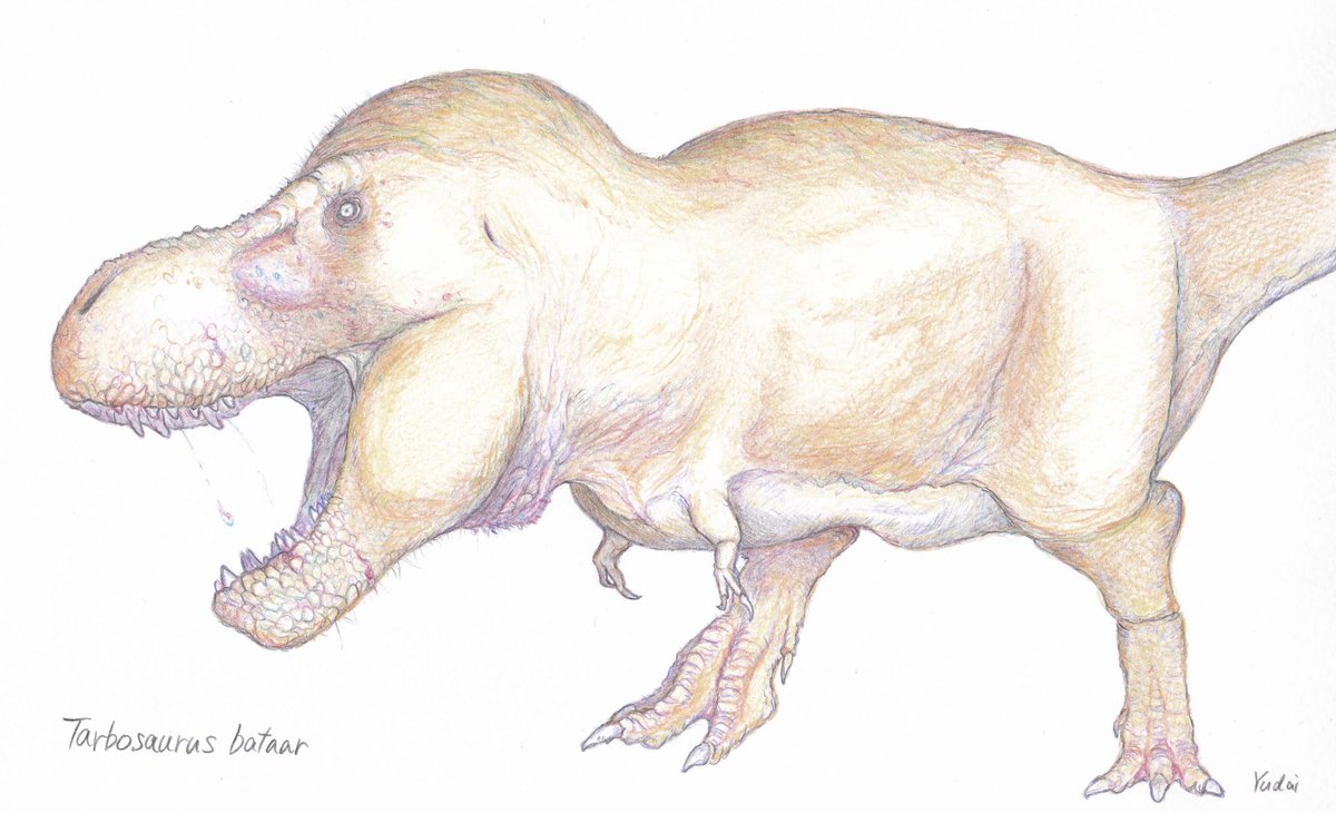 Tarbosaurus bataar
#tarbosaurus #paleoart #colourpencil
#色鉛筆 #タルボサウルス #恐竜