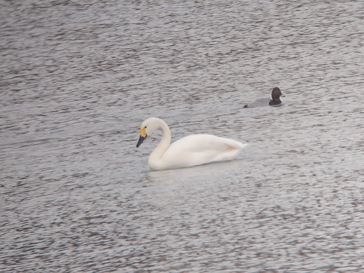 Not a bad morning at Grafham Water. Red-crested Pochard popped up just as I was leaving. 3rd Winter Casp and the 2 Bewick's also. All at Valley Creek

<a href="/CambsBirdClub/">Cambs Bird Club</a>