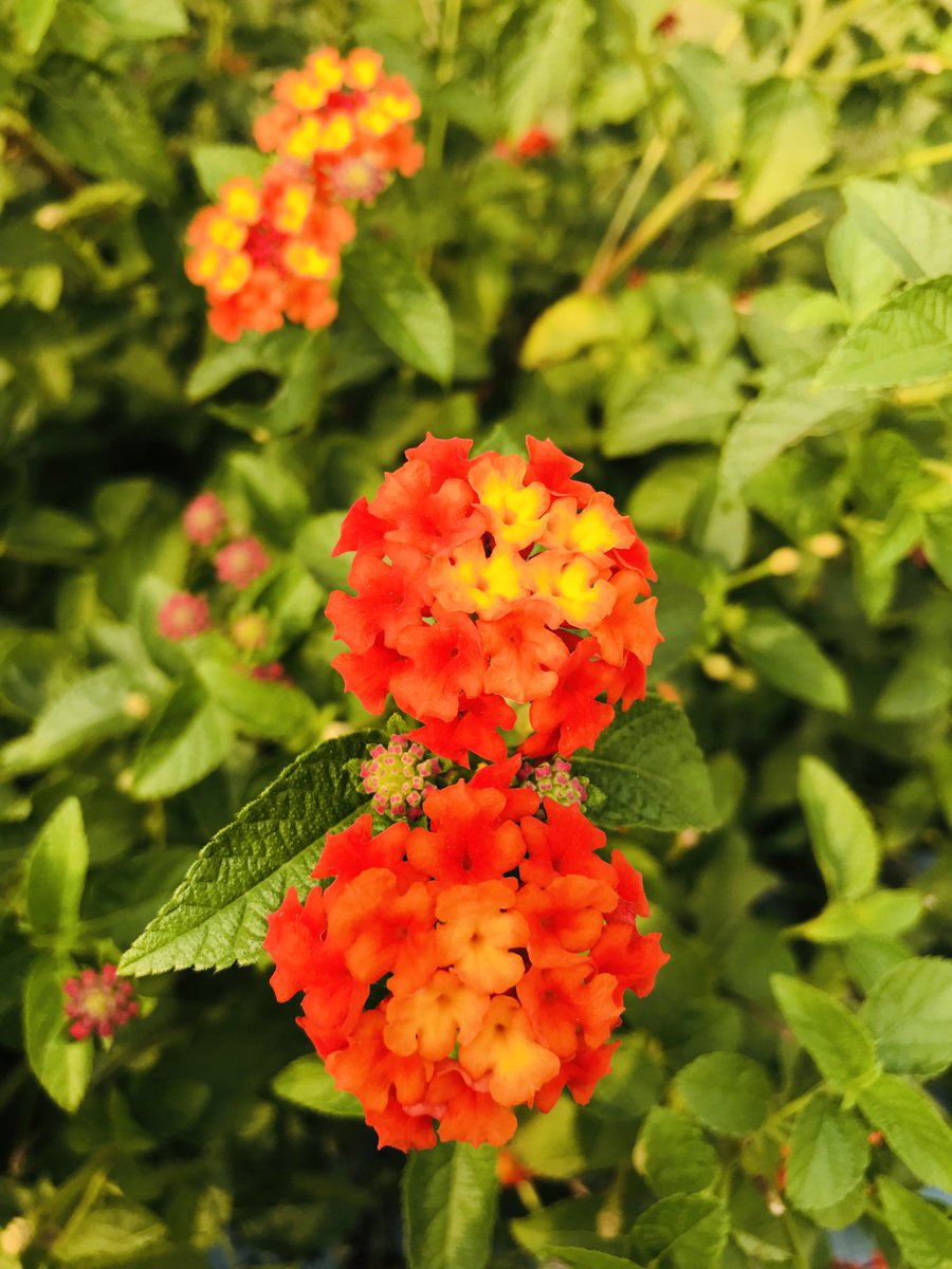 joybaral21's tweet photo. https://t.co/vVZGn8JksE