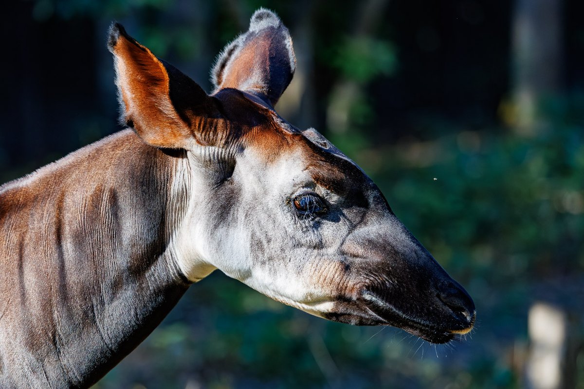 Itchi_ichi's tweet image. キリンなの?
シマウマなの?
そのどちらでもないのが
#オカピ #Ocapi