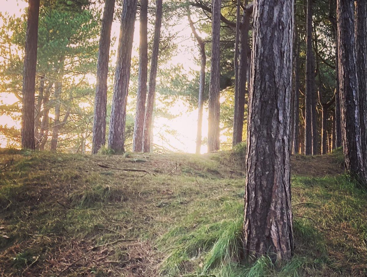 ✨Caravan Life✨ (@flossyd_caravan) on Twitter photo 🌲💚✨There’s something quite magical about this place, it’s not just the nature factor, there’s such a gorgeous energy that is so good for the soul ✨💚🌲 <a href="/nationaltrust/">National Trust</a> #freshfieldcaravanpark #formby #woods #ntchallenge #peaceful #energy #positive #goodforthesoul 🌲💚✨There’s something quite magical about this place, it’s not just the nature factor, there’s such a gorgeous energy that is so good for the soul ✨💚🌲 <a href="/nationaltrust/">National Trust</a> #freshfieldcaravanpark #formby #woods #ntchallenge #peaceful #energy #positive #goodforthesoul