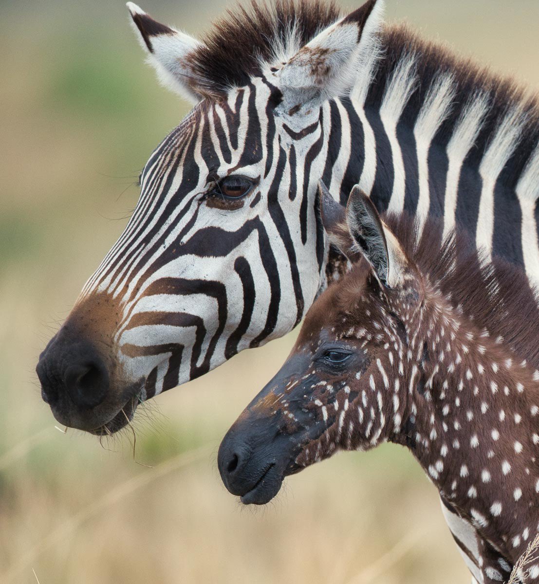 Spotty Distinction. #ratishnairphotography #melanistic #zebra #africa #kenya #wildlife #photography #wildlifephotography #africanwildlife